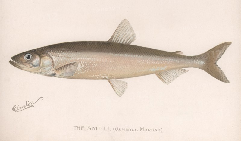 The Smeet (Osmerus Mordax.), c.1920s. Artist: Unknown
