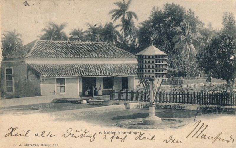 Coffee plantation, c1900. Artist: Unknown
