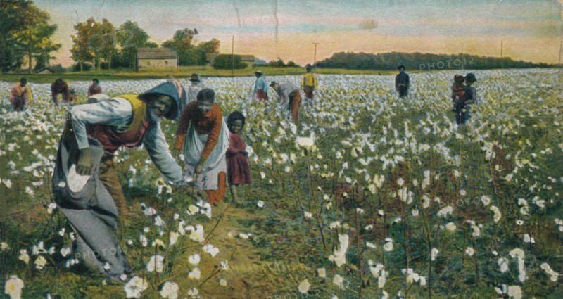 Cotton Picking, Augusta, Georgia, c1900. Artist: Unknown