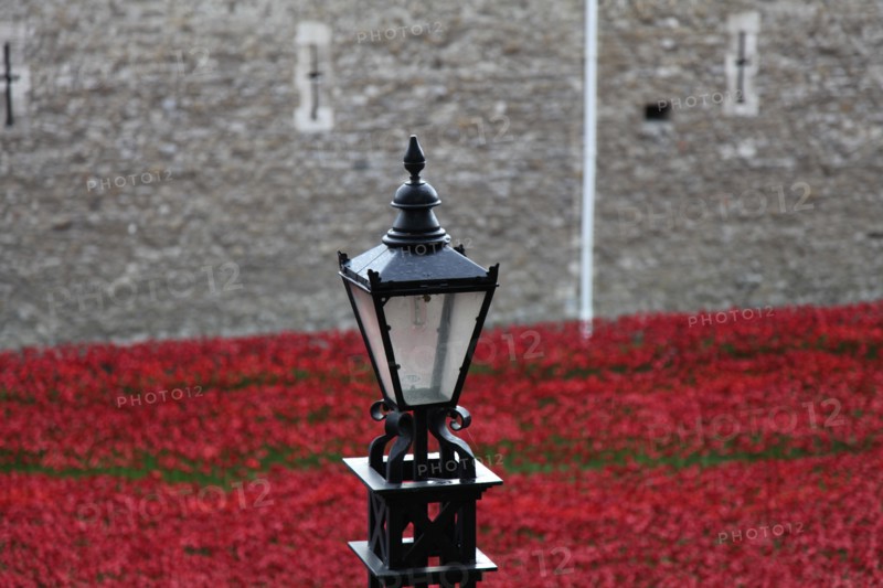 'Blood Swept Lands and Seas of Red', Tower of London, 2014.  Artist: Sheldon Marshall