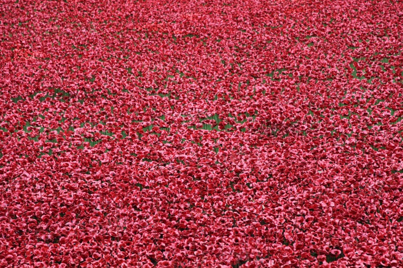 'Blood Swept Lands and Seas of Red', Tower of London, 2014.  Artist: Sheldon Marshall