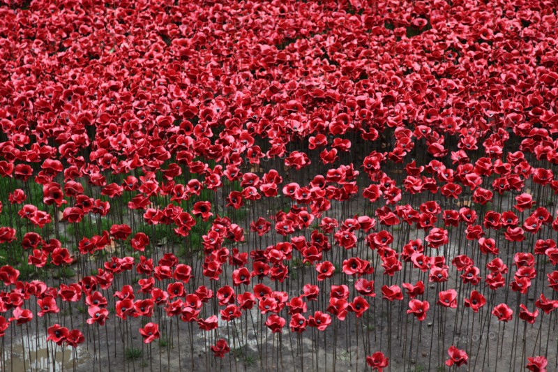'Blood Swept Lands and Seas of Red', Tower of London, 2014.  Artist: Sheldon Marshall