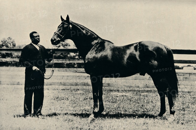 Thoroughbred racehorse, Man O' War, c1920. Artist: Unknown