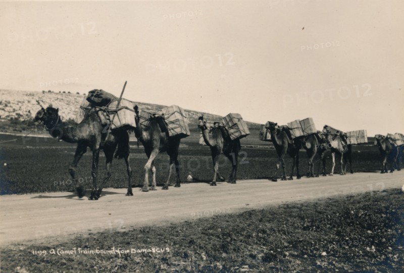 A Camel Train bound for Damascus, 1936. Artist: Unknown