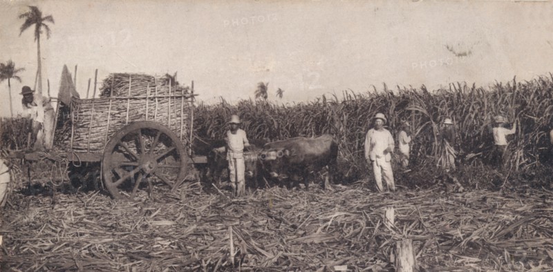 Corte de Canna. - Gathering Sugarcane. Cuba, c1900. Artist: Unknown