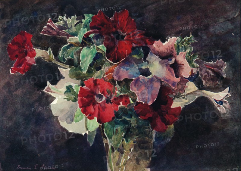 Petunias, c1869-1906, (1906). Artist: Francis Edward James