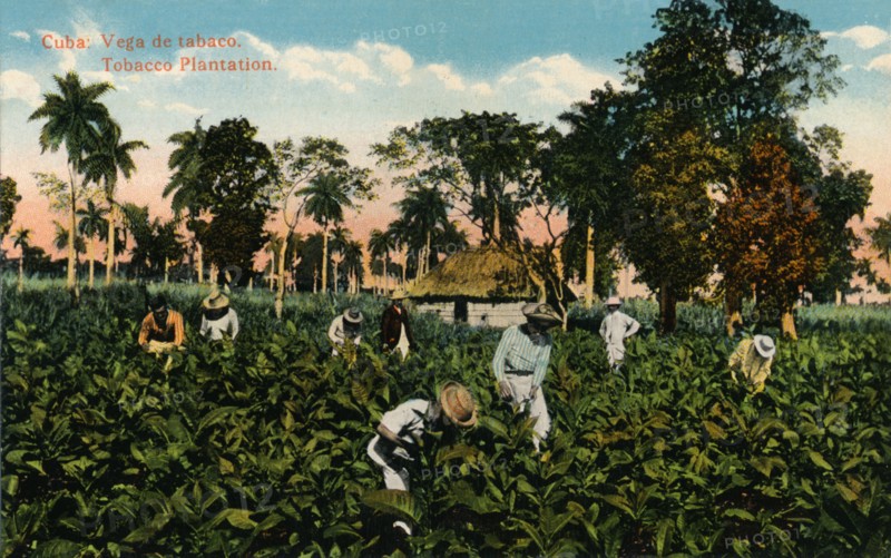 Cuba: Vega de tabaco. Tobacco Plantation, c1900. Artist: Unknown