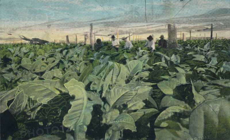 Growing Tobacco, Cuba, 1909. Artist: Unknown