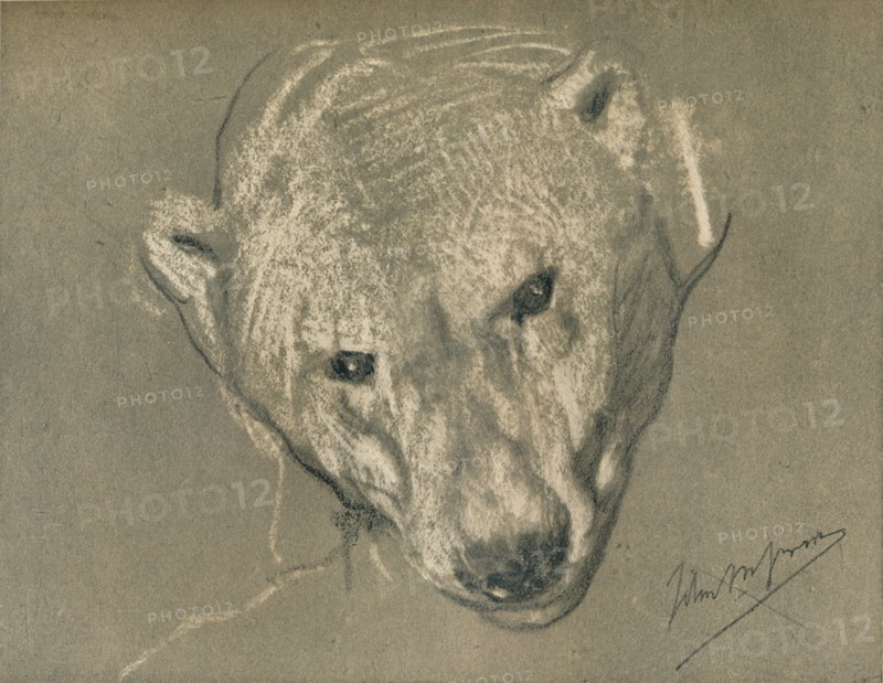 'Study of a Polar Bear's Head', c1901. Artist: John MacAllan Swan.