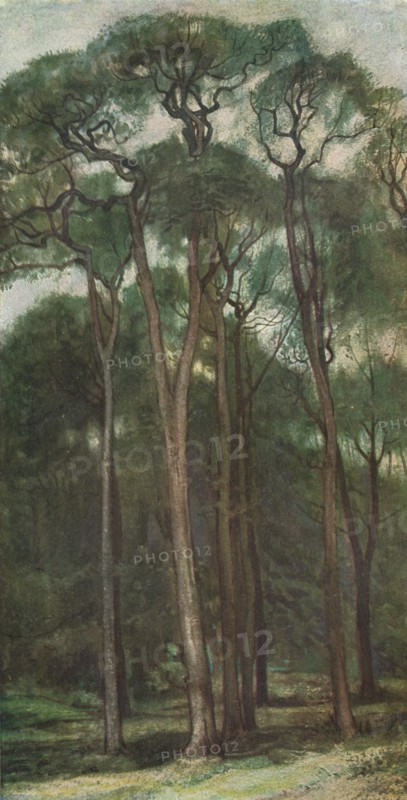'Study of Trees', c1900 (1903-1904). Artist: Charles Holroyd.