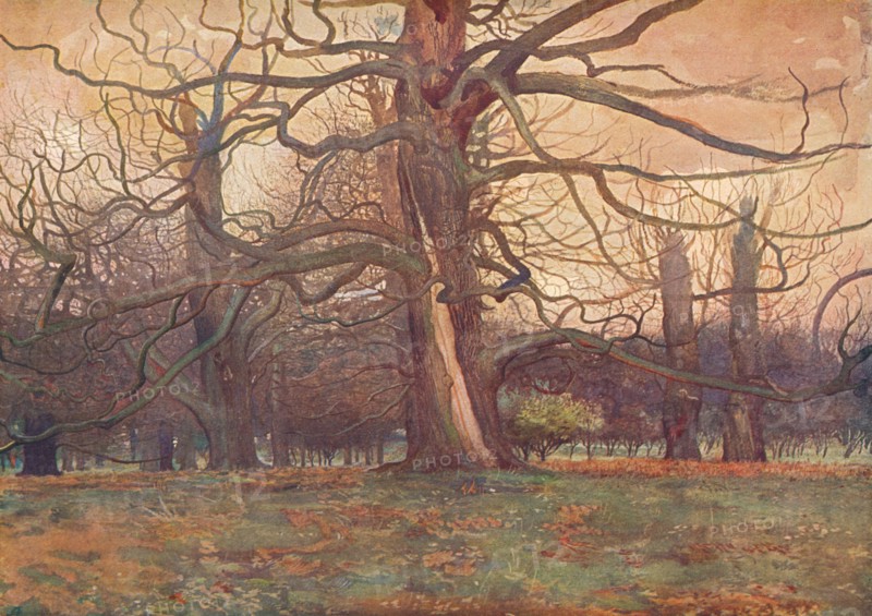 'Study of an Oak Tree', c1878 (1903-1904). Artist: George Wilson.