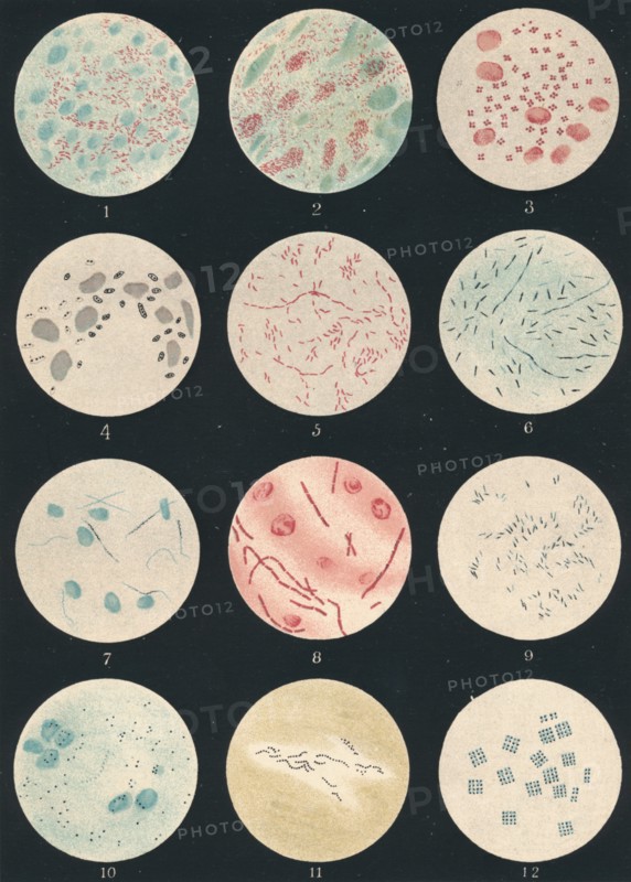 'Bacteria', c19th century. Artist: Unknown.