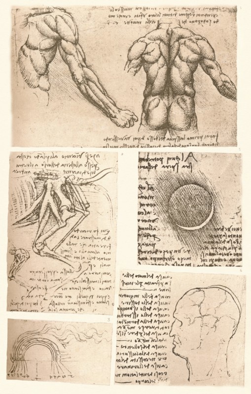 Four anatomical drawings, c1472-c1519 (1883). Artist: Leonardo da Vinci.