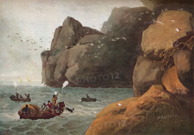 'Puffin Shooting', c1806. Artist: Nichols and Merke.
