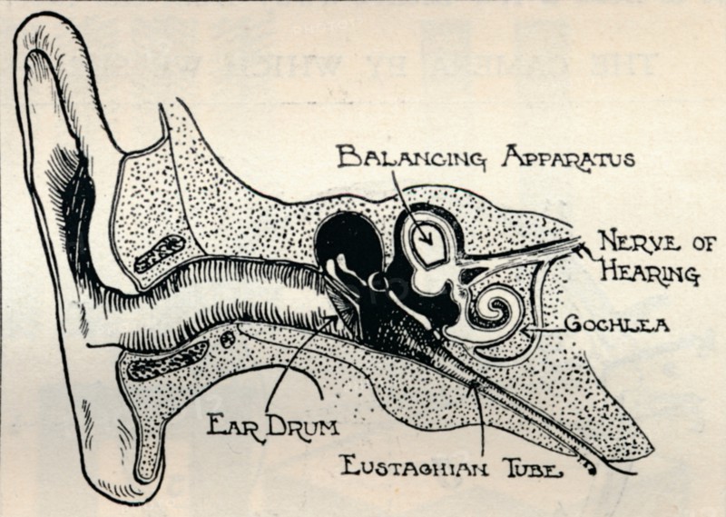 'Delicate Mechanism of the Ear', c1934. Artist: Unknown.