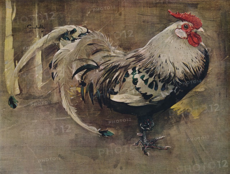 'The Spangled Cock', 1903 (1935). Artist: Joseph Crawhall.