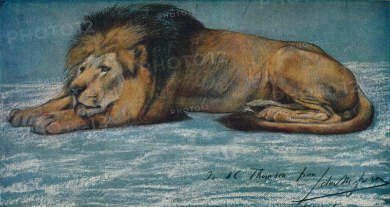 'Pastel Study of a Lion', c1900. Artist: John MacAllan Swan.