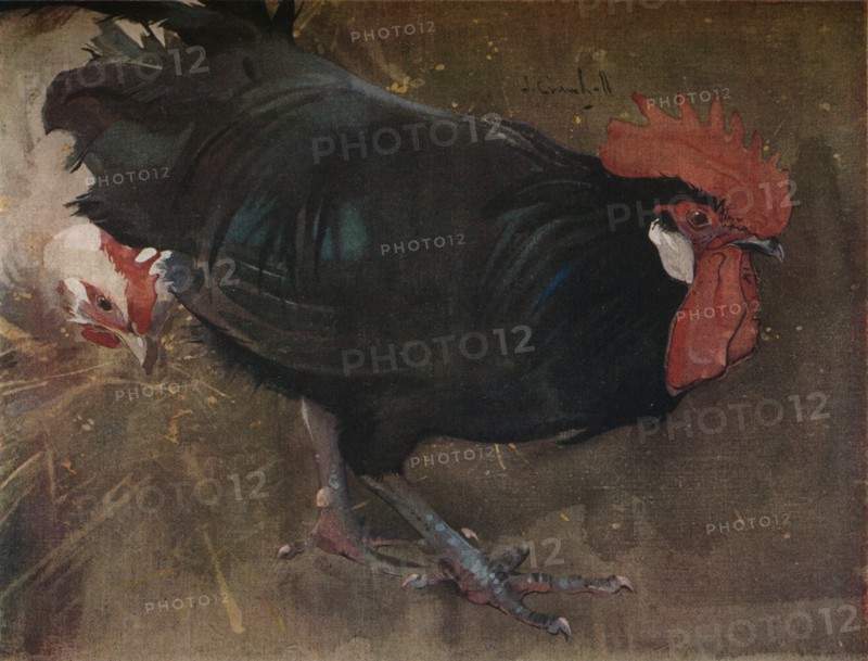 'The Black Cock', c1894. Artist: Joseph Crawhall.
