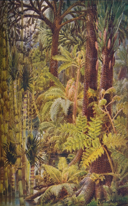 The gigantic vegetation of the Carboniferous Age, 1907.  Artist: Unknown.