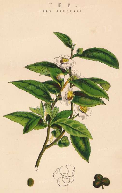 'Tea', c19th century. Artist: Unknown.