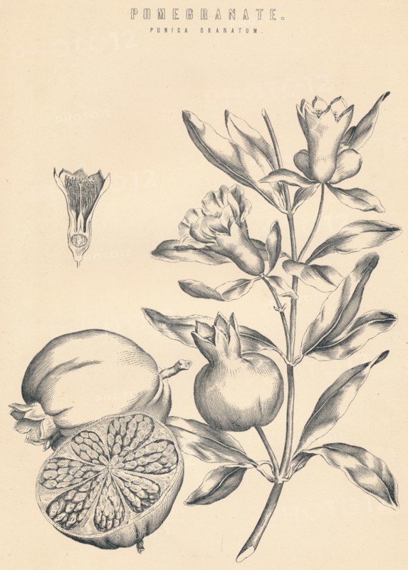'Pomegranate', c19th century. Artist: Unknown.