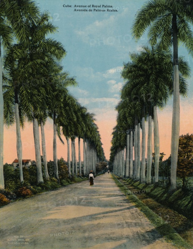 Avenue of royal palms, Cuba, c1920. Artist: Unknown.