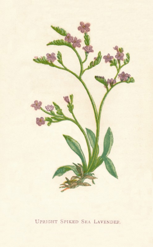 'Upright Spiked Sea Lavender', c1891, (1891). Artist: Anne Pratt.