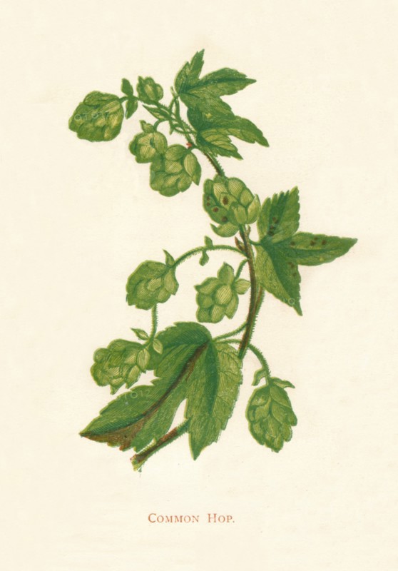 'Common Hop', c1891, (1891). Artist: Anne Pratt.