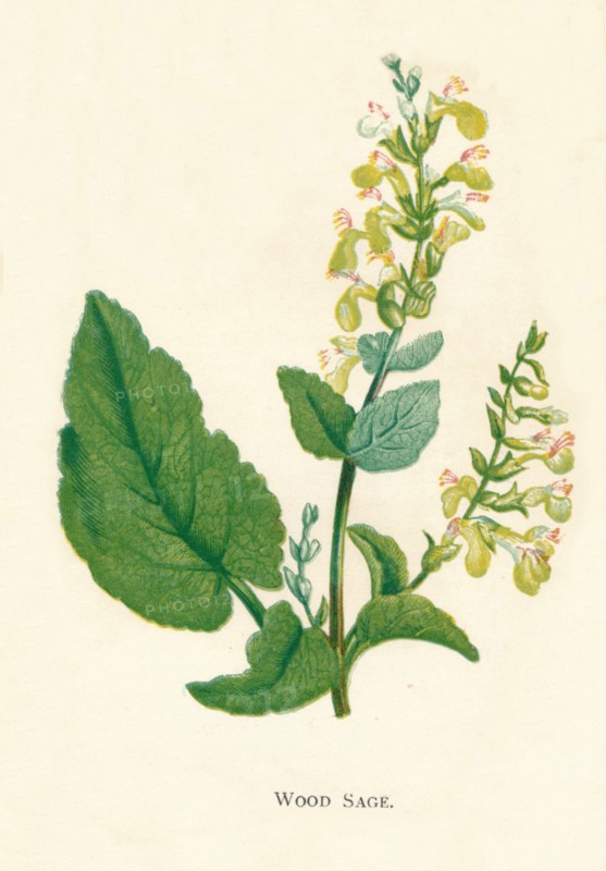 'Wood Sage', c1891, (1891). Artist: Anne Pratt.