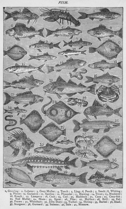 'Fish', 1907, (1907). Artist: Unknown.