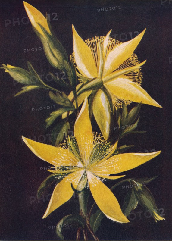 'Blazing Star', c1915, (1915). Artist: Emma Graham Clock.