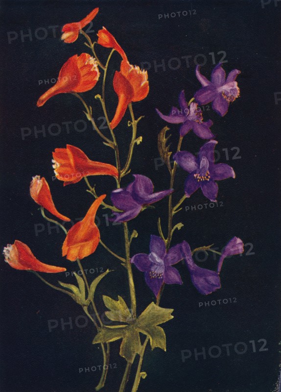 'Scarlet and Blue Larkspur',  c1915, (1915). Artist: Emma Graham Clock.