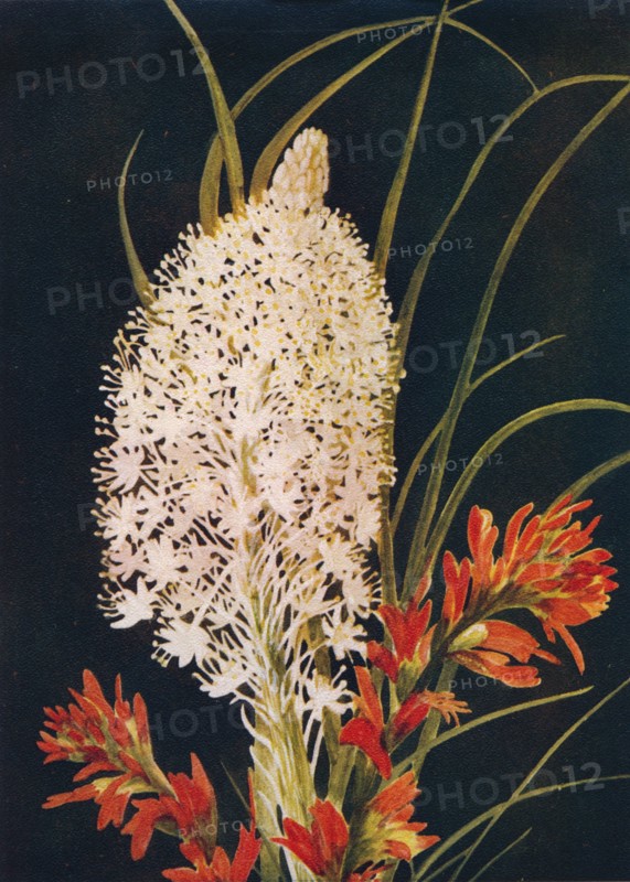 'Squaw Grass and Scarlet Paint Brush',  c1915, (1915). Artist: Emma Graham Clock.