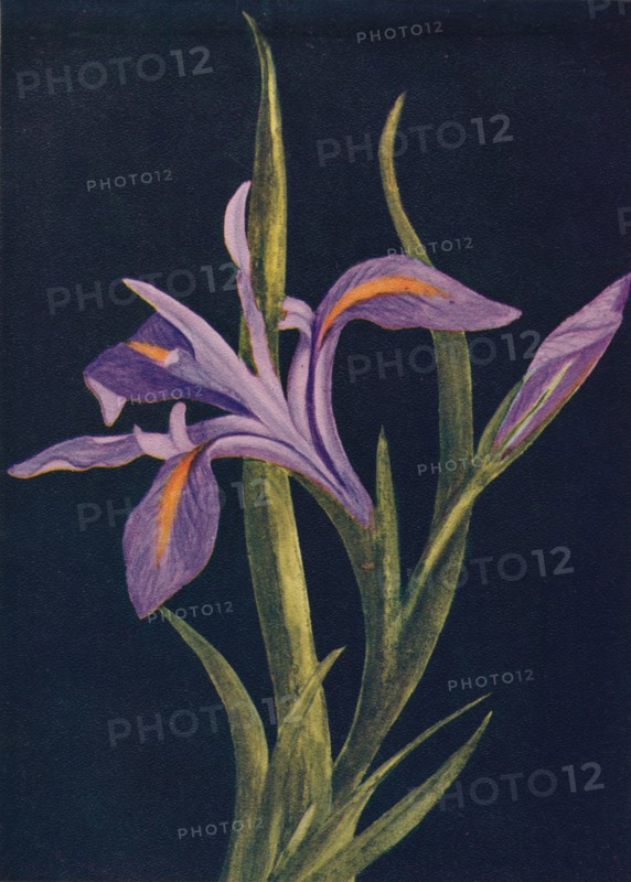 'Ground Iris',  c1915, (1915). Artist: Emma Graham Clock.