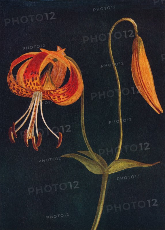 'Leopard Lily',  c1915, (1915). Artist: Emma Graham Clock.