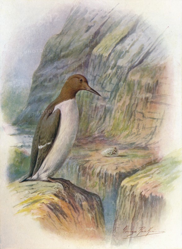 'Guillemot - U'ria troi'le', c1910, (1910). Artist: George James Rankin.