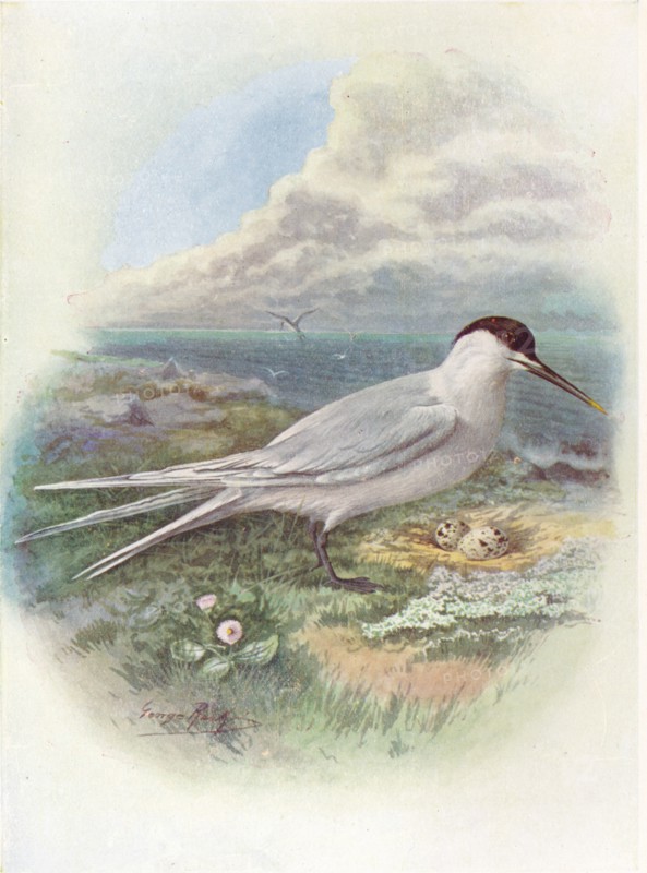 'Sandwich Tern - Stern'a canti'aca', c1910, (1910). Artist: George James Rankin.