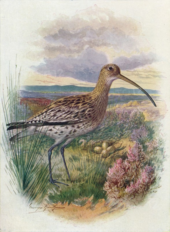 'Curlew - Numen'ius arqua'ta', c1910, (1910). Artist: George James Rankin.