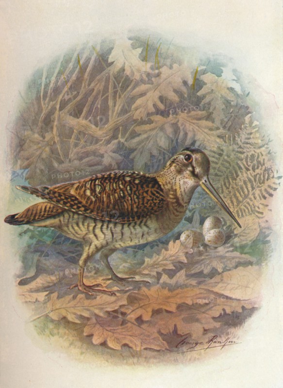 'Woodcock - Scol'opax rustic'ula', c1910, (1910). Artist: George James Rankin.