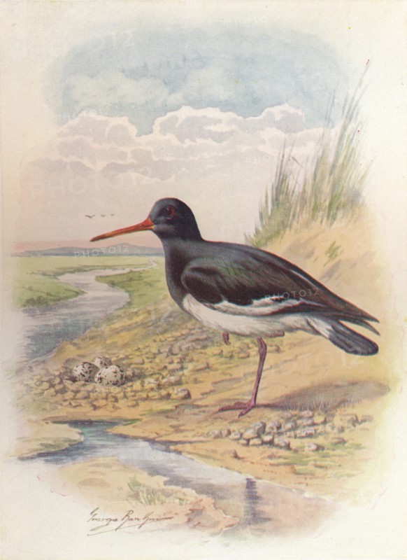 'Oyster-Catcher - Haemat'opus ostral'egus', c1910, (1910). Artist: George James Rankin.