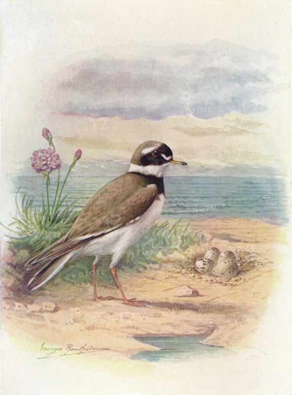 'Ringed Plover - Aegiali'tis hiatic'ola', c1910, (1910). Artist: George James Rankin.