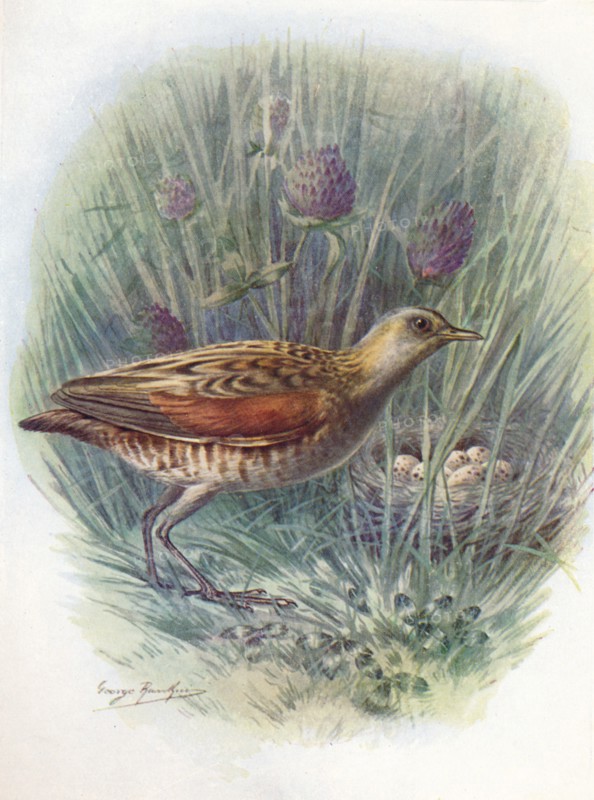 'Landrail or Corncrake - Crex praten'sis, c1910, (1910). Artist: George James Rankin.