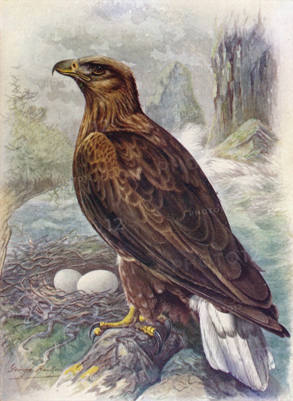 'White-Tailed or Sea-Eagle - Halia'etus albicil'la', c1910, (1910). Artist: George James Rankin.