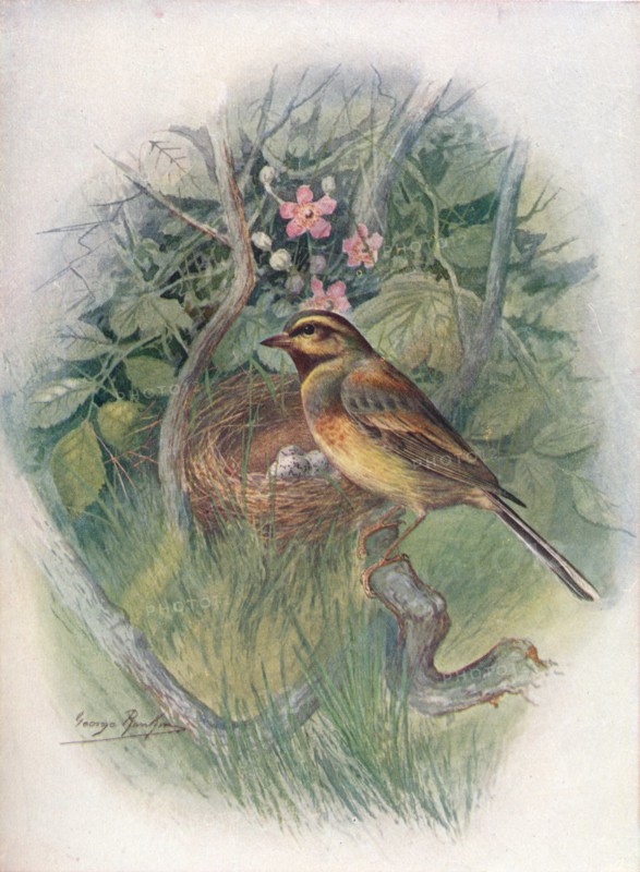'Cirl-Bunting - Emberi'za cirl'us', c1910, (1910). Artist: George James Rankin.
