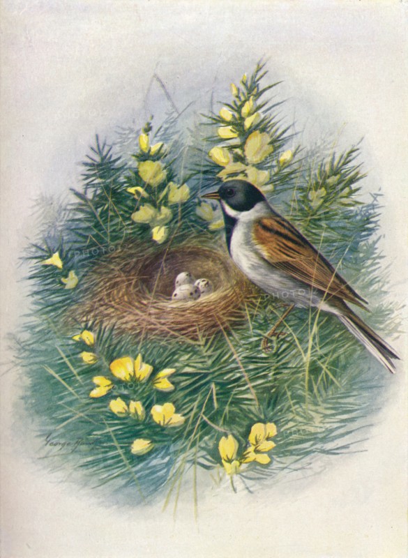 'Reed Bunting - Embri'za schoe'niclus', c1910, (1910). Artist: George James Rankin.