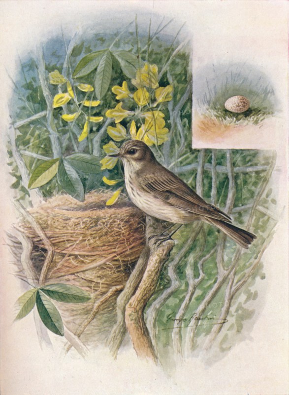 'Spotted Fly-Catcher - Muscic'apa gris'ola', c1910, (1910). Artist: George James Rankin.