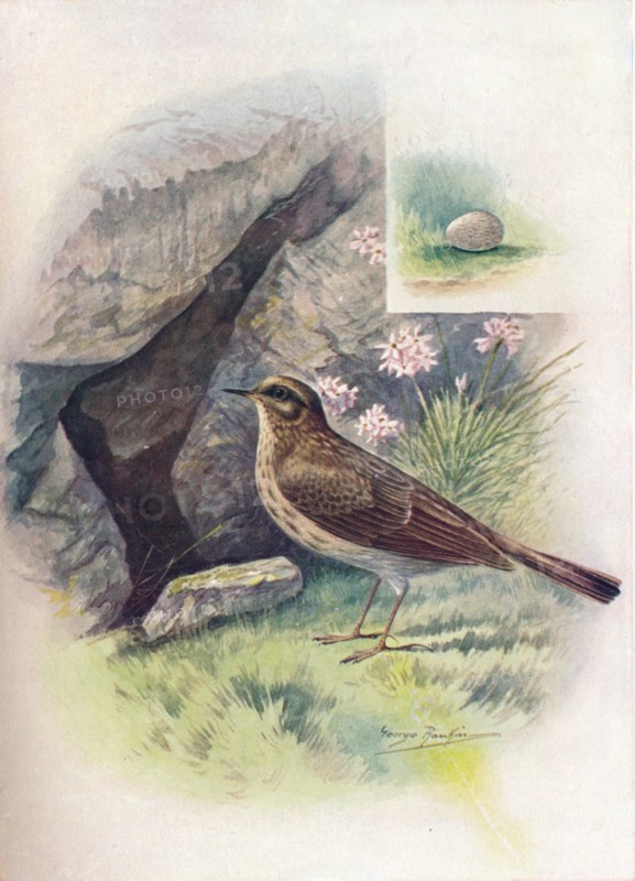 'Rock-Pipit - An'thus obscu'rus', c1910, (1910). Artist: George James Rankin.