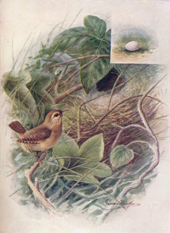'Wren - Troglod'ytes par'vulus', c1910, (1910). Artist: George James Rankin.