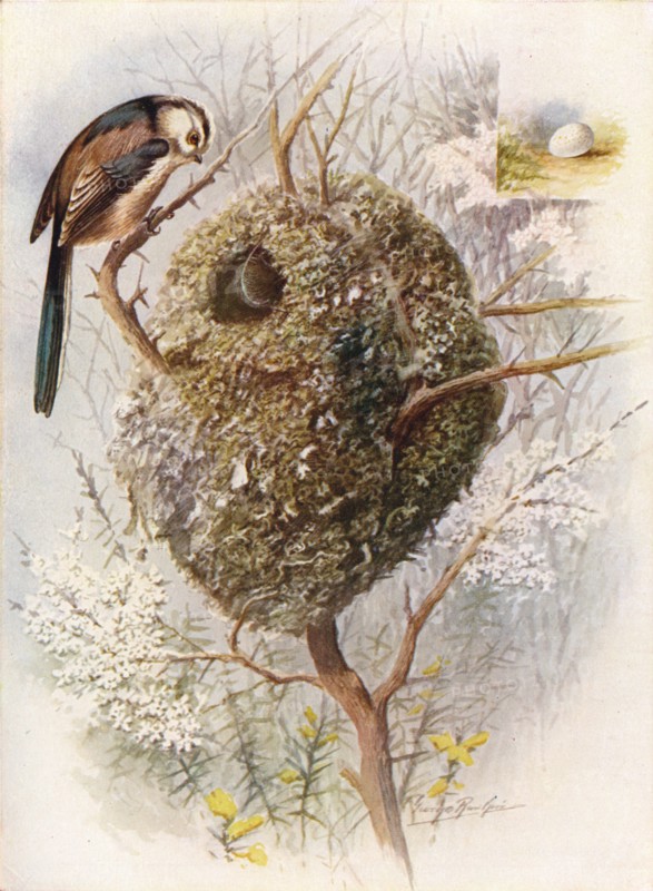 'Long-Tailed Tit - Acred'ula cauda'ta', c1910, (1910). Artist: George James Rankin.