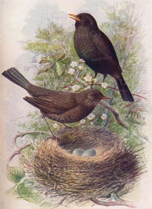 'Blackbird - Tur'dus mer'ula', c1910, (1910). Artist: George James Rankin.
